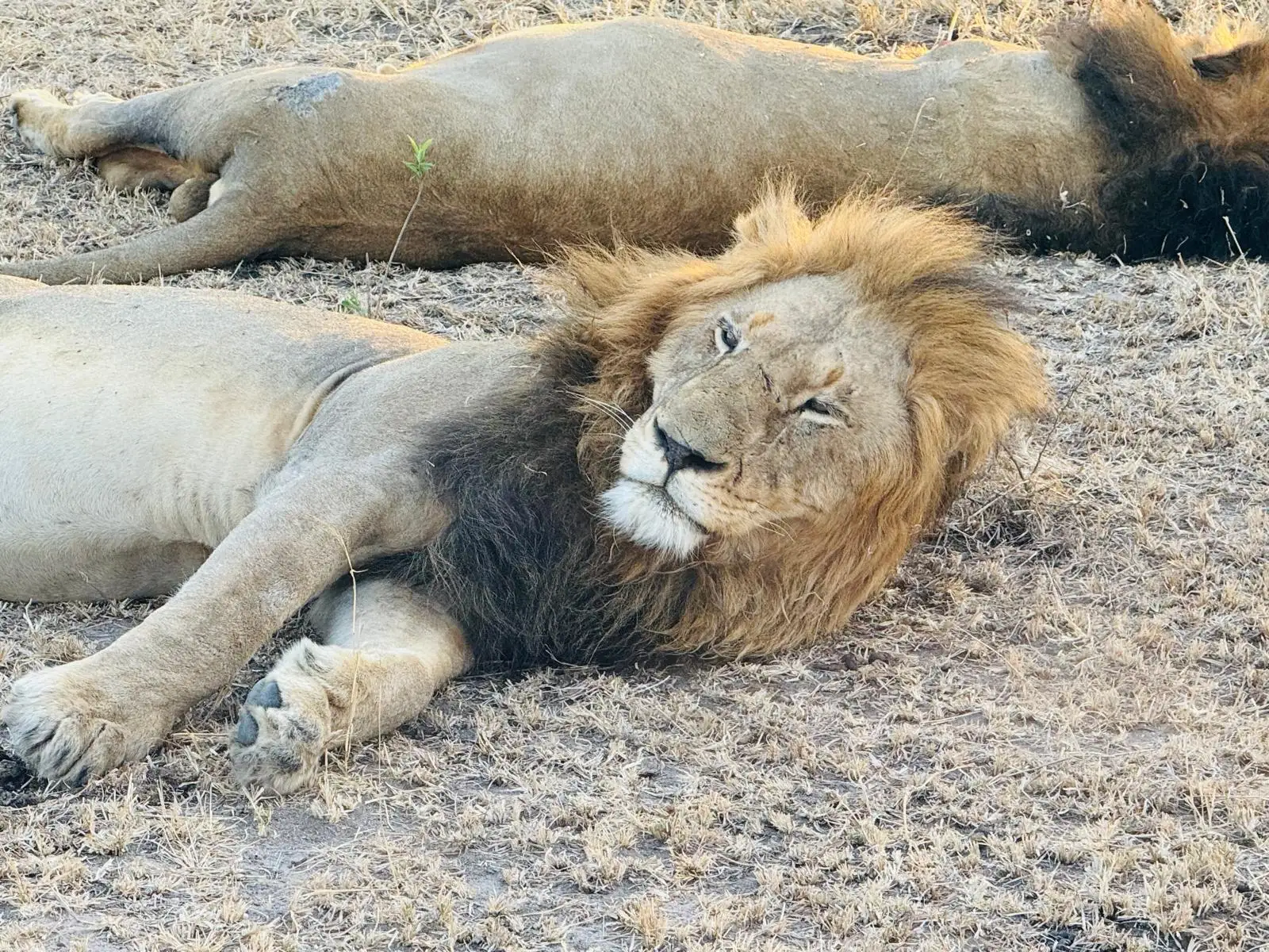 This American family is creating lifelong memories at Sabi Sabi while experiencing the very best of an African safari.